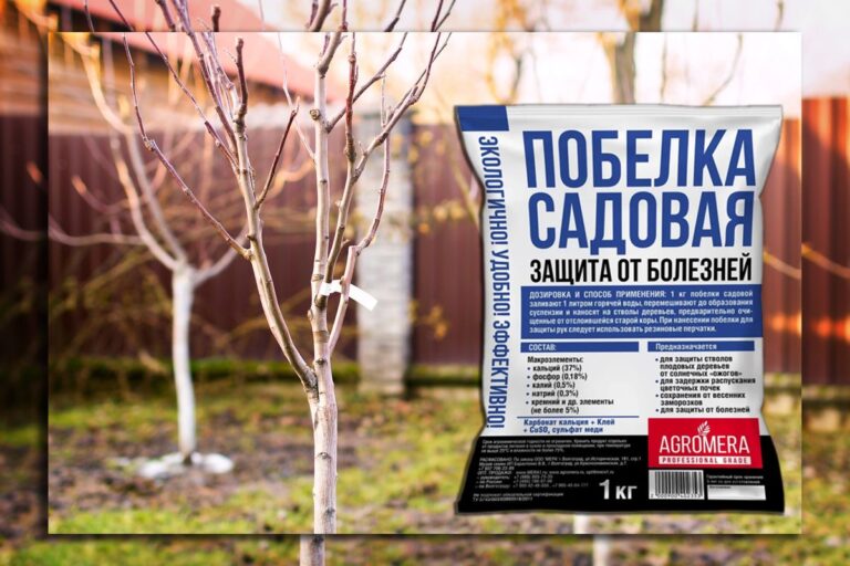 Защита сада круглый год: преимущества побелки садовой АГРОМЕРА как разводить садовую побелку