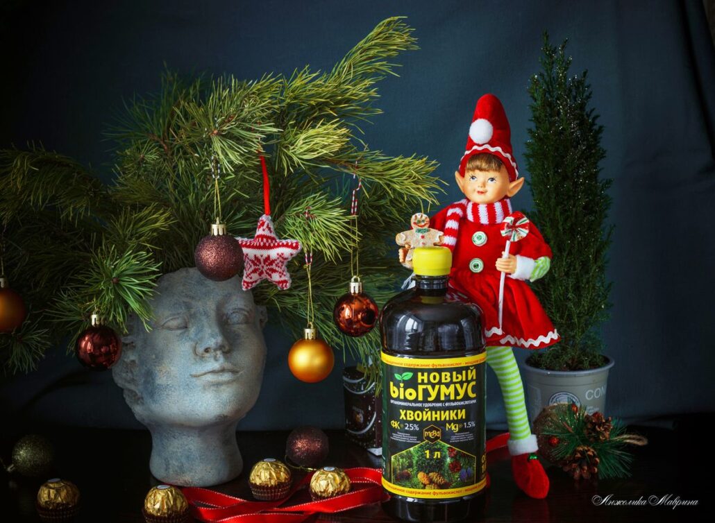 здоровье хвойных растений