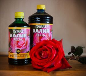 Развитие молодых побегов. Создаём основу для пышного цветения