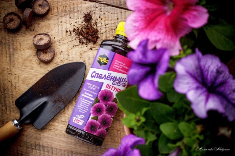 Подбор цветов для сада в январе-феврале Подбор цветов для сада в январе-феврале